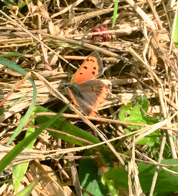 American Copper Butterfly